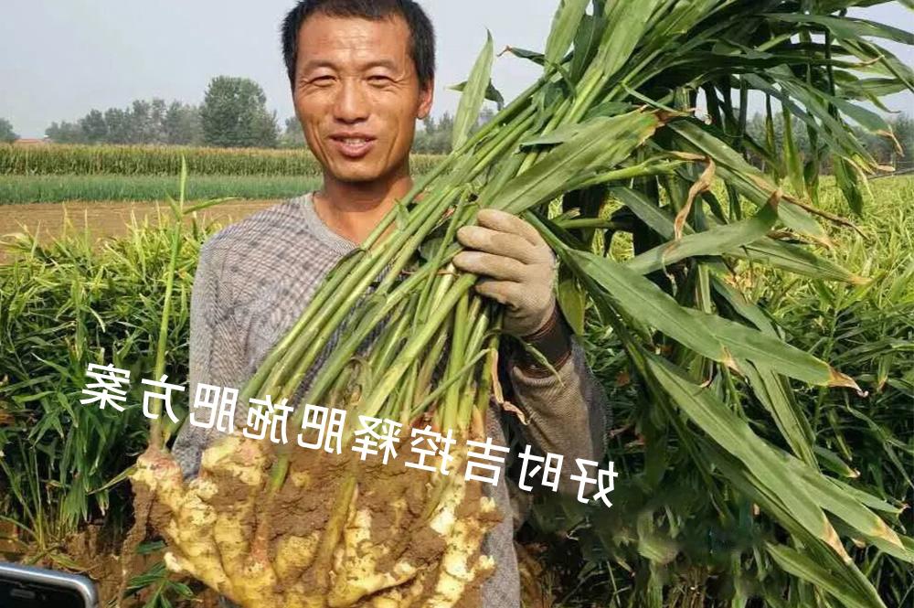 Jiang Nong is satisfied with the results! Hershey controlled release fertilizer